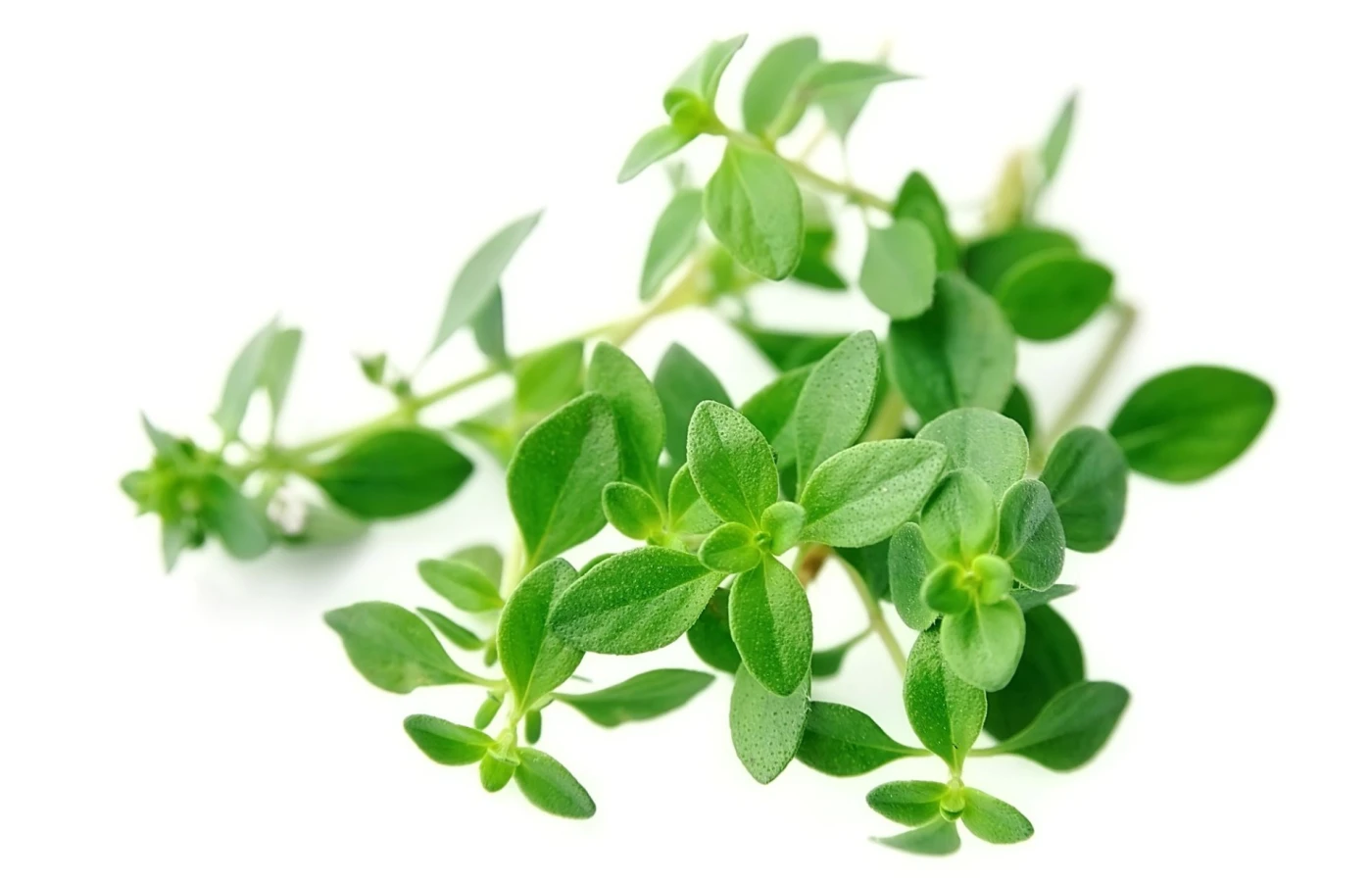 آویشن و اثر آن در درمان جوش