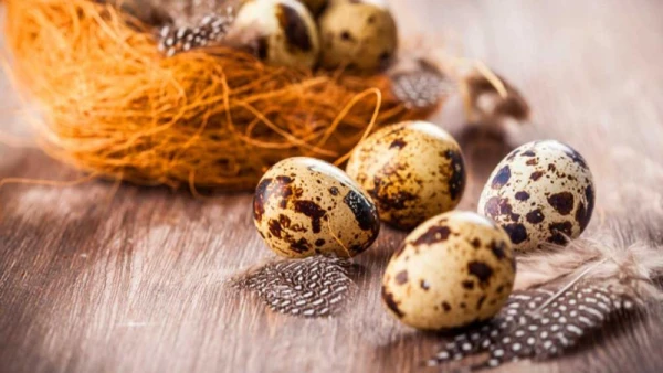 تخم بلدرچین برای بیمار نقص ایمنی