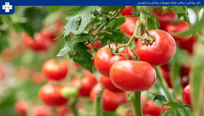 بخش های ممنوع از گیاهان و میوه ها که نباید بخورید!