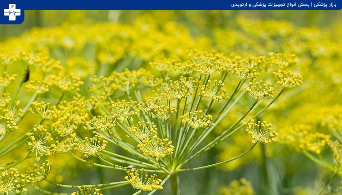 خواص رازیانه