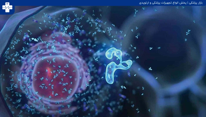 کاروتنوئیدهای غذایی
