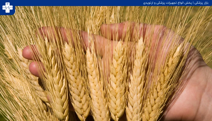ساقه گندم اختلال کبد را رفع می کند